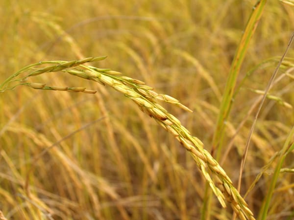 gabah-menjadi-energi-ramah-lingkungan