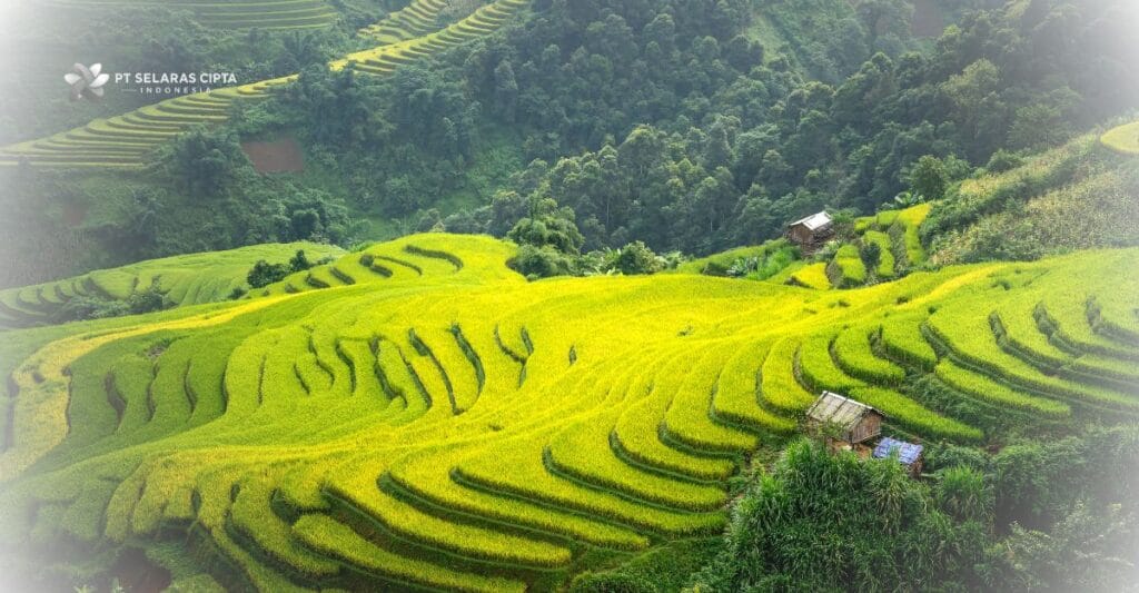 foto hamparan padi menguning
